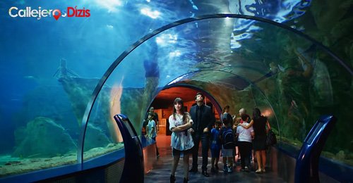 De excursión al Acuario