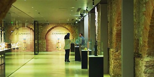 Robo en el Museo de Historia Natural